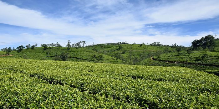 Bild von einer Teeplantage mit einem blauem Himmel im Hintergrund