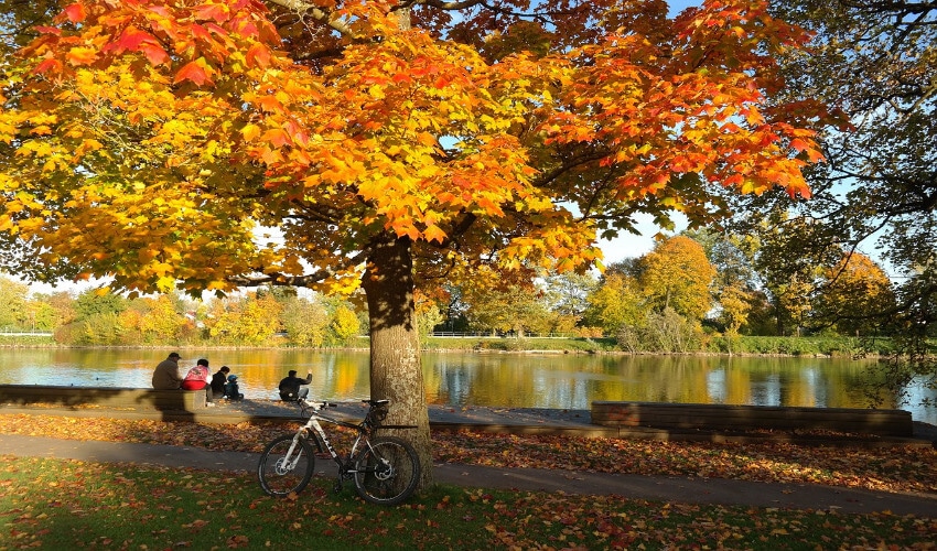 Ein großer Baum mit gelb-orangen Herumblättern neben der Donau, wo sich ein paar Radfahrer erholen.