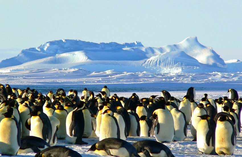 Viele Pinguine dicht beieinander, dahinter Berge aus Eis und Schnee.