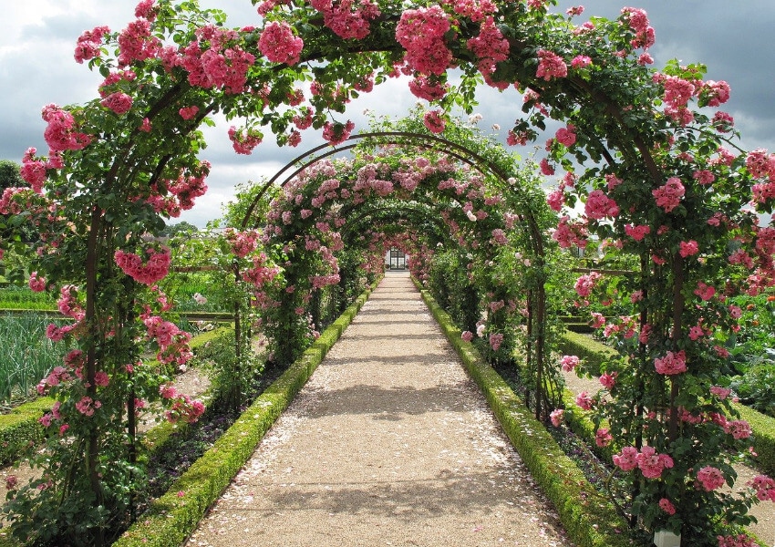 Ein langer Weg, welcher alle paar Meter mit einem Rosenbogen überspannt ist.