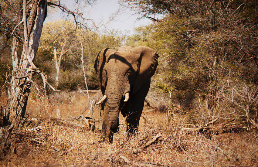 Ein Elefant zwischen Gestrüpp in der Wildnis.