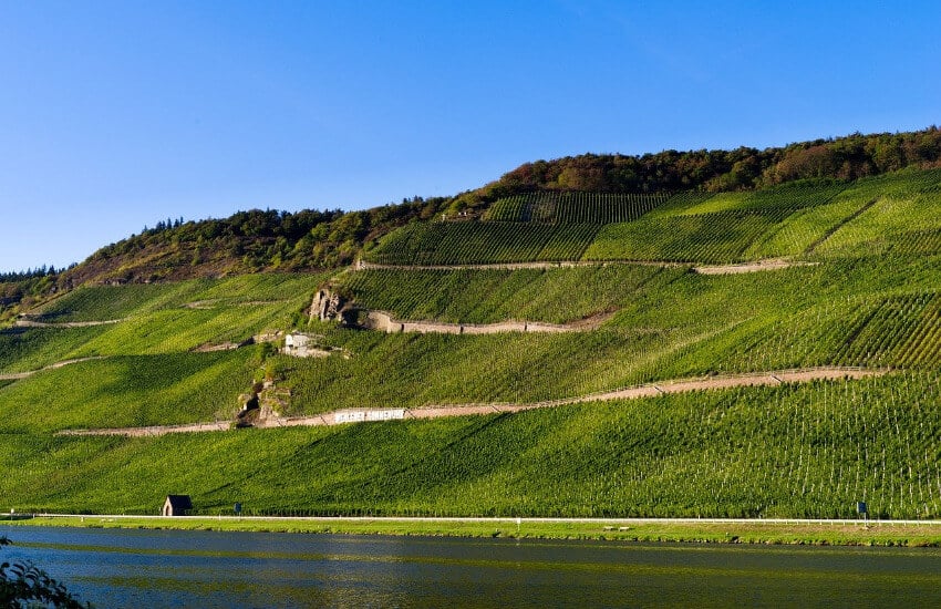 Ein steiler Weinberg entlang der Mosel.